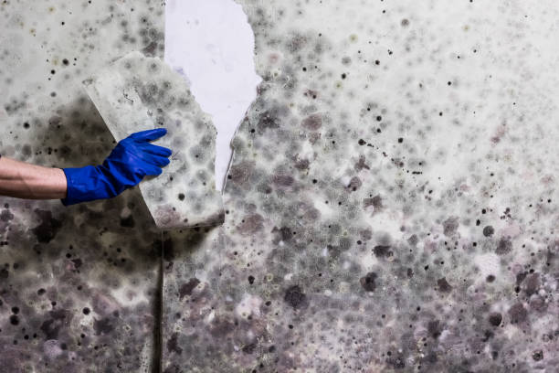 Best Affordable Mold Removal  in Breezy Point, MN