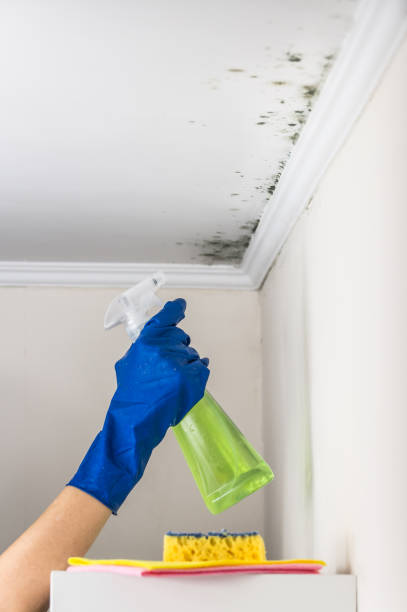 Attic Mold Removal in Breezy Point, MN